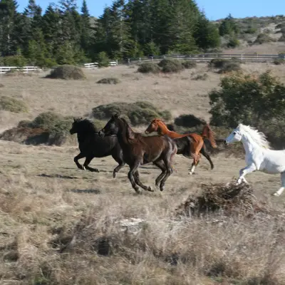 Galloping horses at Ricochet Ridge Ranch