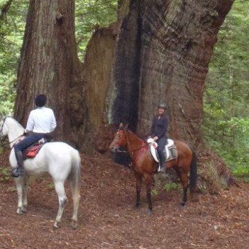 Horseback riding through California's redwood forests