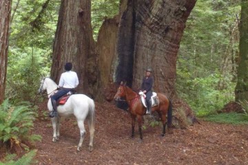 Horseback riding through California's redwood forests