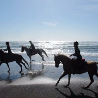 Ricochet Ridge Ranch | Horseback Riding in Mendocino, CA