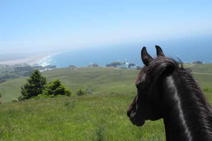 a brown horse standing on top of a lush green field